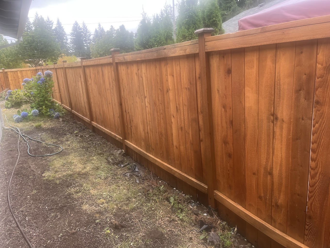 Fence staining Redmond WA — cedar privacy fence freshly stained warm brown along backyard